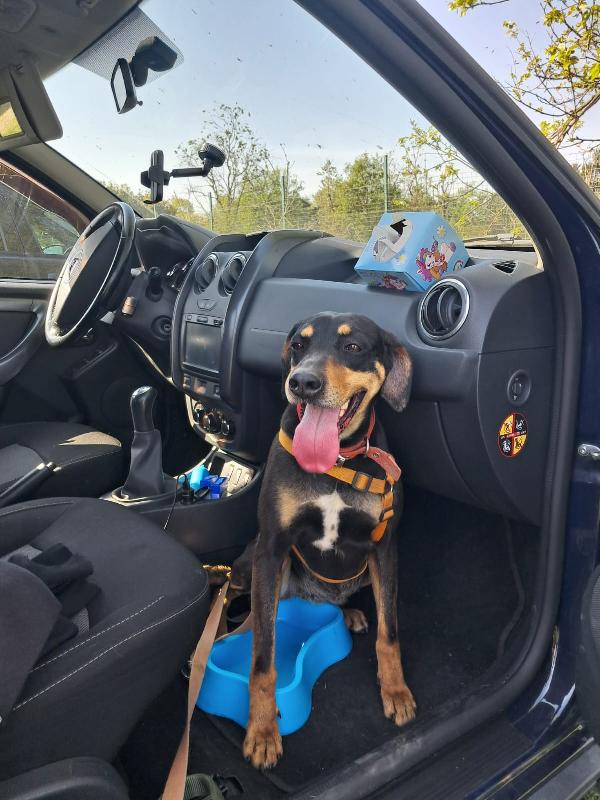 Skylar, una bellissima simil segugia Foto 7